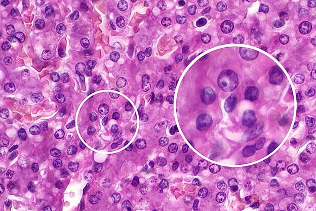 морфология клеток